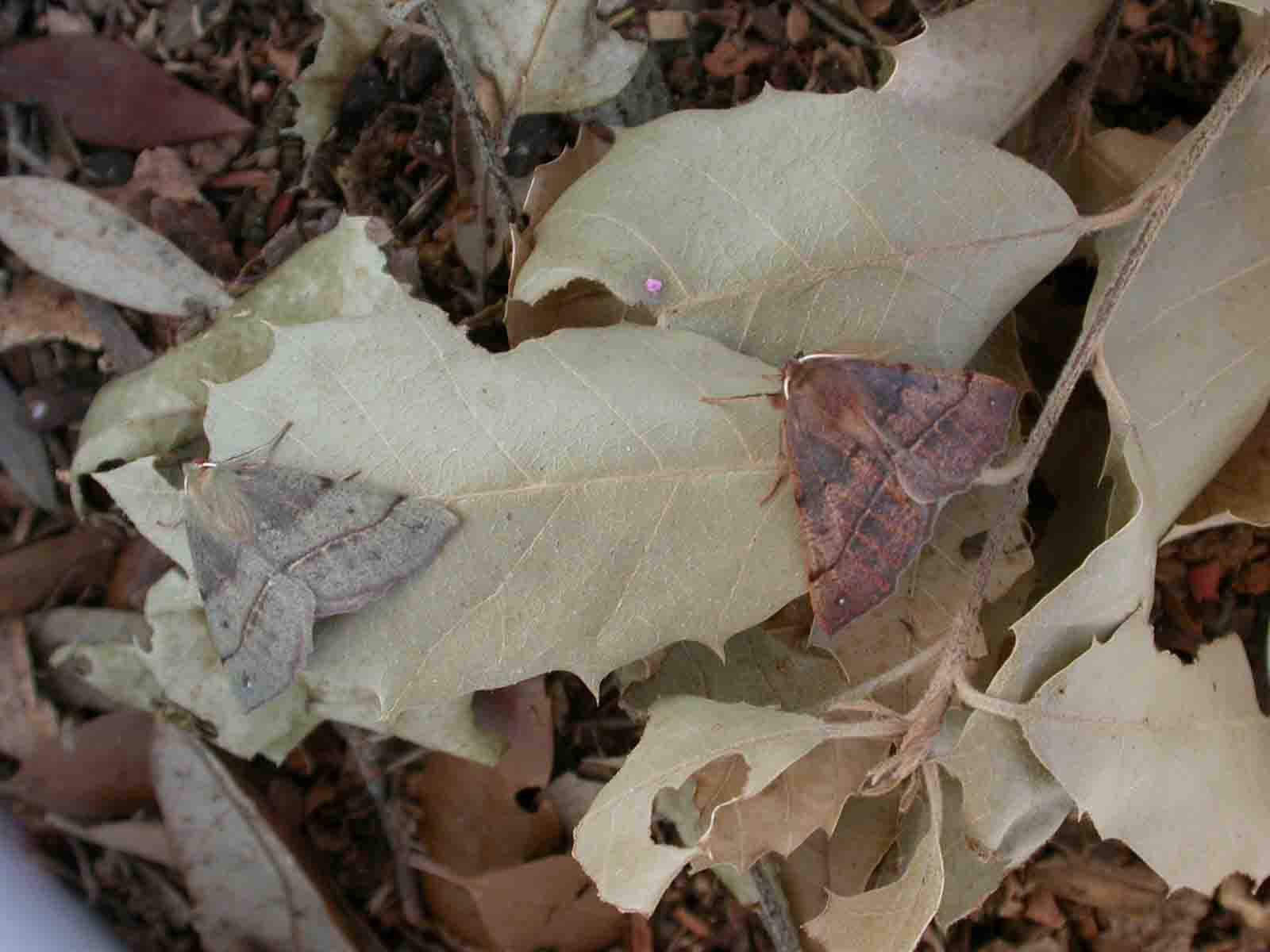Colotois pennaria